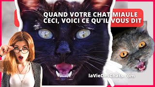 QUAND VOTRE CHAT MIAULE CECI VOICI CE QUIL VOUS DIT [upl. by Elroy]