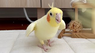 オリジナルソング Original song by cockatiels [upl. by Egni]