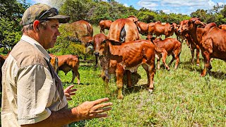 Inside Philip Reeds Cattle Farm in Zimbabwe A Prominent Thuli and Brahman Breeder [upl. by Asiled]