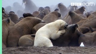 Polar Bear vs Walrus  Planet Earth  BBC Earth [upl. by Rengia]