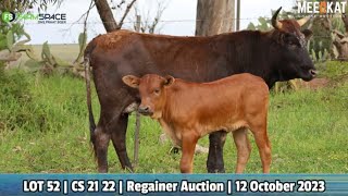 Lot 52  CS 2122  Tafelsig Ngunis at the Nguni Regainer Auction on 12 October 2023 [upl. by Kit]