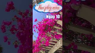 Bụi phép màu  Ngày 10 [upl. by Brote]