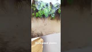 Duckweed plants🌱 trending viralvideo love viralshorts plants [upl. by Urquhart]