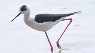 Cavaliere dItalia  Blackwinged stilt Himantopus himantopus [upl. by Bullion687]