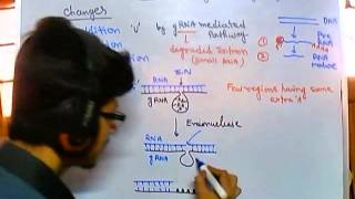 Guide RNA dependent RNA editing [upl. by Aniral]