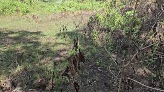 Lot for sale 7044 sqm Balilihan Bohol Philippines 150sqm net [upl. by Annayk458]