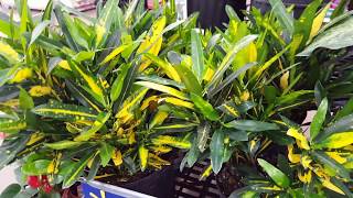 5 tips to take care of a Croton Plant  Donna Joshi [upl. by Westfahl]