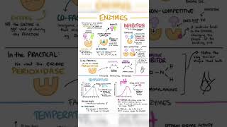 Enzymes biology class 11  medical20 [upl. by Alyson]