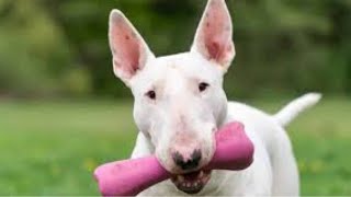 Bullterrier Love amp Bravery  Funny amp Cute Bullterrier Compilation [upl. by Schaeffer865]