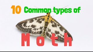 10 common types of Moth [upl. by Eitsrik]