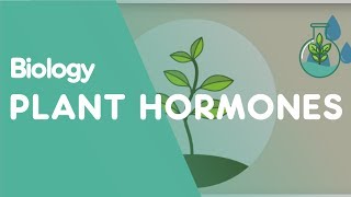 Plant Hormones Tropisms  Plants  Biology  FuseSchool [upl. by Timrek]