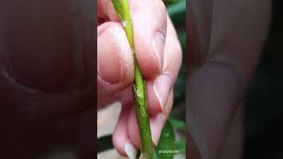 Portulaca Grandiflora grafting on Pereskia Aculeata [upl. by Cybill]