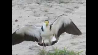 Masked Lapwing Spurwinged Plover defending nest [upl. by Eppes529]