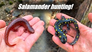 Early Spring Salamander Hunting  Stunning Red Salamander Jeffs Spotted and More [upl. by Pugh]