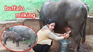 buffalo🦬milking buffalo milking girl hand villagebuffalo milking vlog priyanshichoudhary999 [upl. by Apicella]