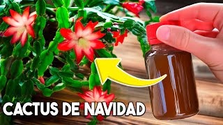 CUIDADOS del Cactus de NAVIDAD como cuidar los CACTUS DE NAVIDAD y ABONARLOS [upl. by Gurias]