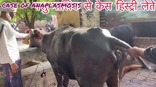 Treatment of anaplasmosis in cow amp buffalo l पशुओं में बुख़ार का उपचार l symptoms of anaplasmosis l [upl. by Anirtak]