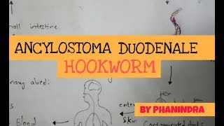 ANCYLOSTOMA DUODENALE  HOOK WORMS  STRUCTURE  LIFE CYCLE  SYMPTOMS  BY PHANINDRA GUPTA [upl. by Johnsten]