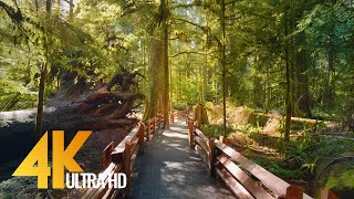 4K Virtual Hike through Canadian Forest with Nature Sounds  Incredible Nature of British Columbia [upl. by Demp]