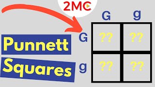 Punnett Square Basics  Mendelian Genetic Crosses [upl. by Jaddo]