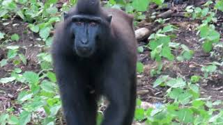 The Crested Black Macaques of Pulau Bacan in the Moluccas Indonesia [upl. by Marcellus]