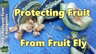 Queensland Fruit Fly Protecting Fruit  Our Organic Method [upl. by Doran]