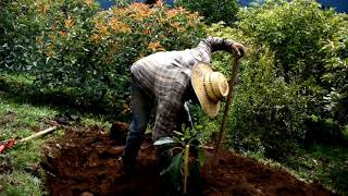 Como plantar un árbol de aguacate 🥑paso a paso mejor método [upl. by Ecirpak]