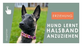 Hund lernt Halsband oder Geschirr anzuziehen  Hundetraining [upl. by Hodge]