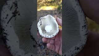 RUSSULA CHLORAİDESKAYIŞKIRANAKKAYIŞKANKİRTLİKBOLU [upl. by Mcloughlin356]