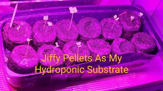 Using Jiffy Pellets As Growing Medium For Hydroponics and Soil [upl. by Grannia]