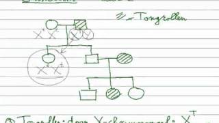 Erfelijkheid  Stamboom 23 Xchromosomaal dominant recessief [upl. by Cornelius]