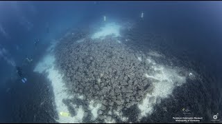 Υποβρύχιο μουσείο Περιστέρας Αλοννήσου  Expedition Alonissos peristera dive dimos alonissos [upl. by Vallie]