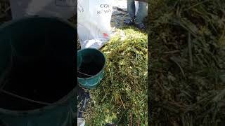 Silage maralfalfa Senegal [upl. by Ecinehs]