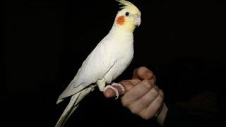 Cockatiel sings quotIf Your Happy amp You Know itquot and talks [upl. by Notlil]