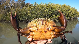 GIANT MUDCRAB CATCH AND COOK  overnight tinny camping trip  mudcrab cooked on a fire [upl. by Ellsworth]