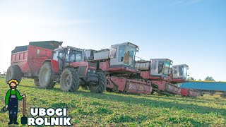 4K ZTS Daje w Palnik Zbiór Groszku na 3 kombajny 2020 ZTS 3x FMC 879  Crop Serwis [upl. by Nawoj53]