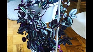 Tips For A Fuller Tradescantia zebrina  Wandering Jew Plant [upl. by Guenna]