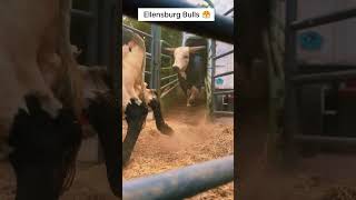 It’s time to Watch ‘Em Buck 😤 bull rodeo [upl. by Ardnossak]