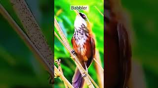 Babbler bird birds nature birdsounds shorts [upl. by Suoiradal]