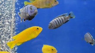 Pseudotropheus Saulosi Cichlid  Keeping Busy [upl. by Naor347]