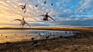 TINY SHEET WATER DUCK HUNT IN CANADA [upl. by Huskey]