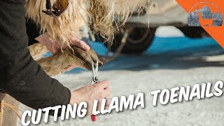 Trimming LLAMA Toenails Ep61  Llama Life [upl. by Willi]