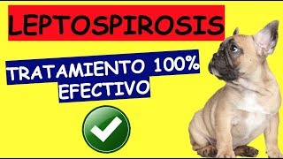 COMO CURAR LA LEPTOSPIROSIS EN PERROS [upl. by Waterman6]