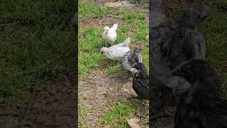 One month old bantams bantamchicks bantam [upl. by Ytiak]