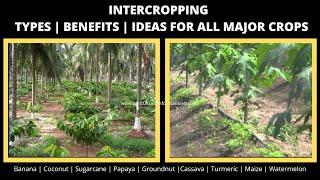 Intercropping Types  Benefits  Inter crop guide for major crops  2020 [upl. by Resneps]