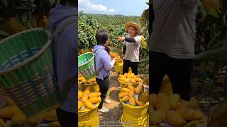 Sweet Mango 🥭 🥭 Fruit  Ripe Mango 🥭🥭 Farming With Rural Farmer shorts mango youtubeshorts [upl. by Leesa]