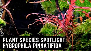 Plant Species Spotlight Hygrophila Pinnatifida  How to Care for Grown and Propagate Hygrophila [upl. by Dieter]