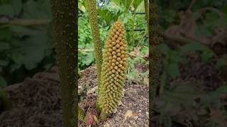 Gunnera flower spike Gunnera tinctoria flowers [upl. by Tnilk]