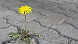 Shell Buseys OmBuseyMan Blog  Homemade Weed Killer [upl. by Nawj91]