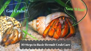 Basic Hermit Crab Care  How to Have a Happy Hermit Crab  By Crab Central Station [upl. by Thorsten]